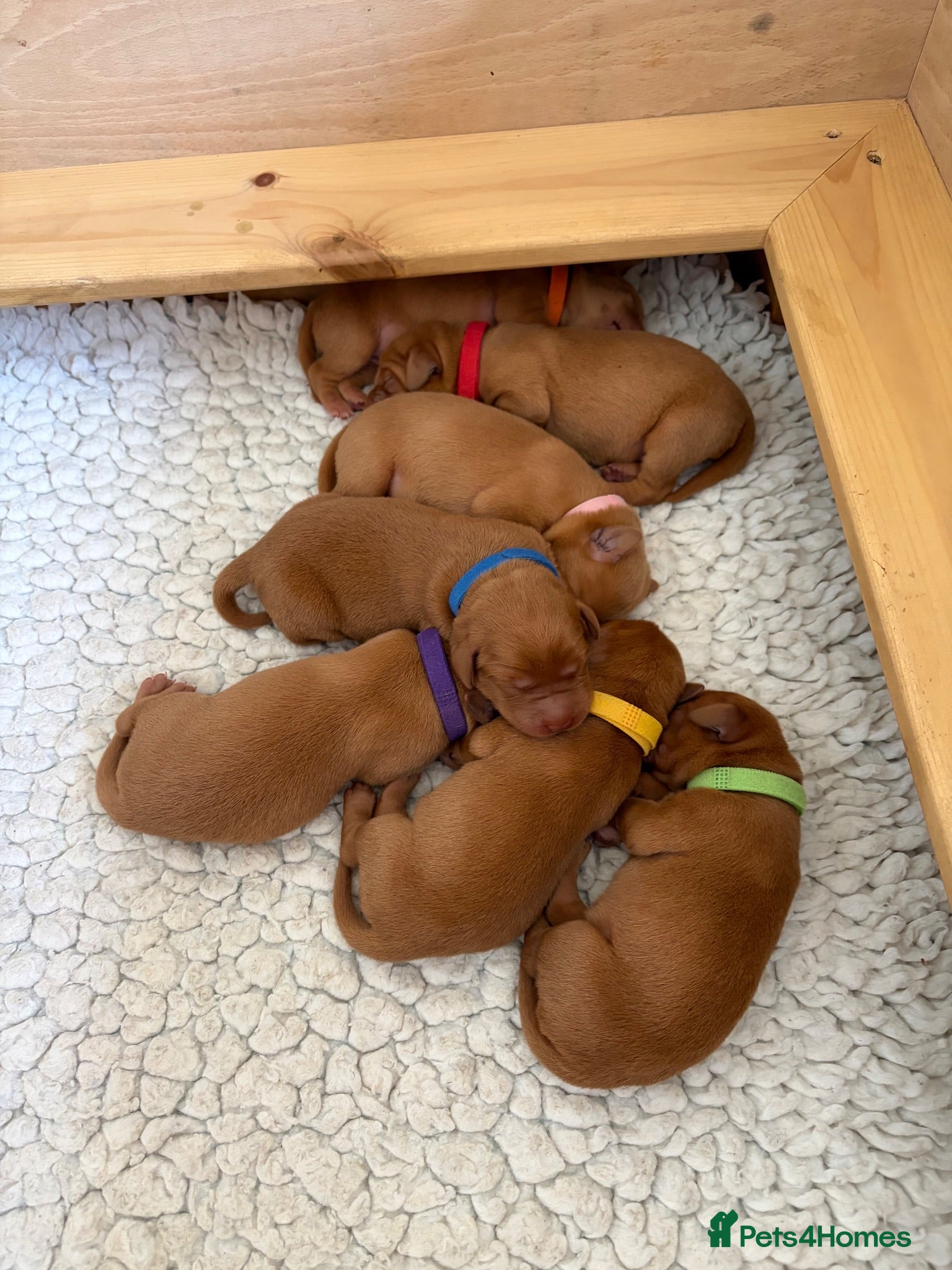 Labrador Retriever dogs Fox Red Puppies - Advert 1