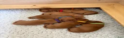 Labrador Retriever dogs for sale: Fox Red Puppies in Crediton - Advert 1