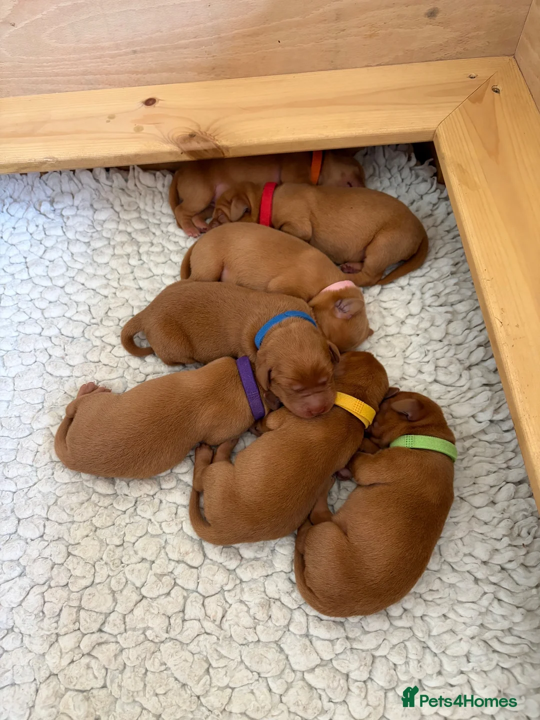Labrador Retriever dogs for sale: Fox Red Puppies in Crediton - Advert 1