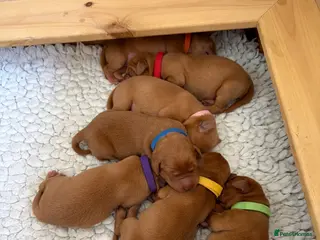 Labrador Retriever dogs Fox Red Puppies - Advert 6