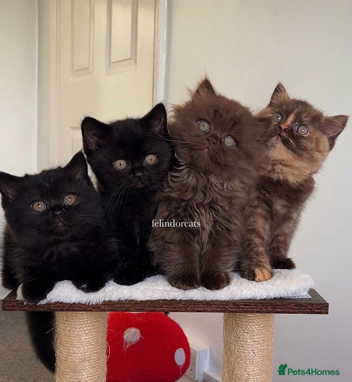 British Shorthair cats ✨NEW LITTER TOP QUALITY KITTENS✨ - Advert 2