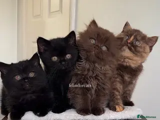 British Shorthair cats ✨NEW LITTER TOP QUALITY KITTENS✨ - Advert 4