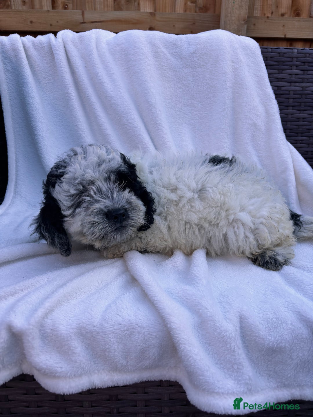 Cockapoo dogs for sale: F1 toy cockapoo puppies - Image 4