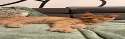 Maine Coon cats for sale: Purebred Maine Coon kittens - Advert 6