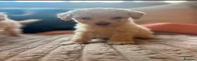 Cockapoo 1 boy 