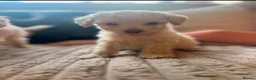 Cockapoo dogs for sale: F1b cockerpoos ready tomorrow  - Advert 10