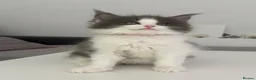 Maine Coon cats for sale: Maine coon x kittens  in Bradford - Advert 14