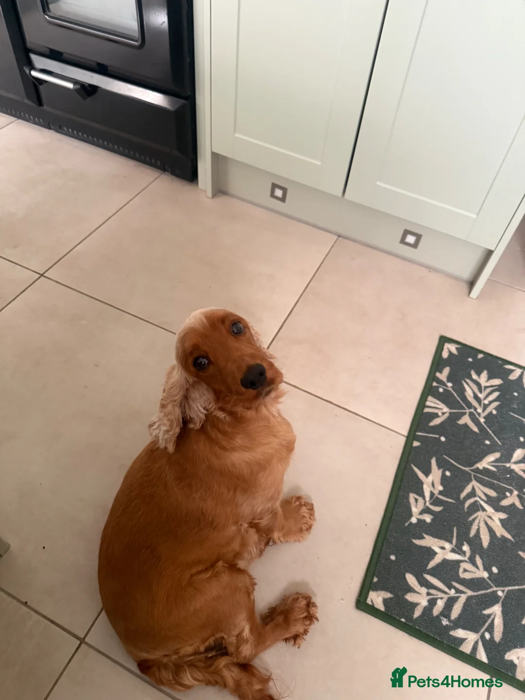 Cocker Spaniel dogs for sale: Cocker spaniel 4 yrs old  - Advert 3