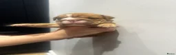 English Bulldog dogs for sale: 🍫Outstanding choc English bulldogs 🌟⭐️⭐️ - Advert 22
