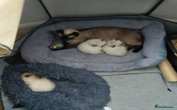 Siamese cats for sale: Siamese crossed with  Ragdol - Image 7