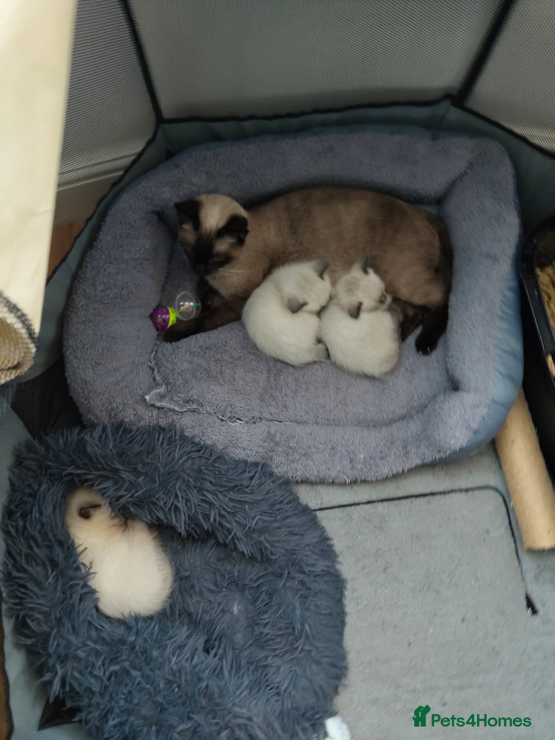 Siamese cats for sale: Siamese crossed with  Ragdol - Image 7
