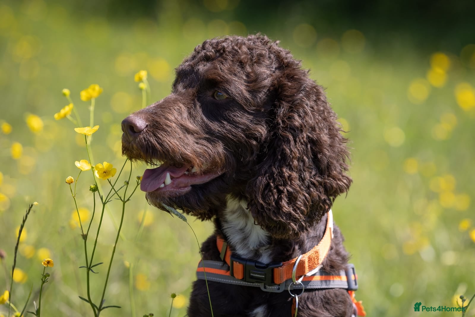 Cockapoo dogs Proven F2 Cockapoo for stud fully DNA tested  in Bristol - Advert 12