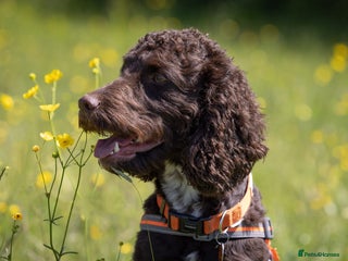 Cockapoo dogs in Bristol - Advert 17