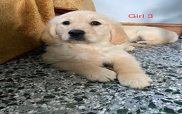 Golden Retriever dogs for sale: KC Registered Golden Retriver Puppies - Image 29