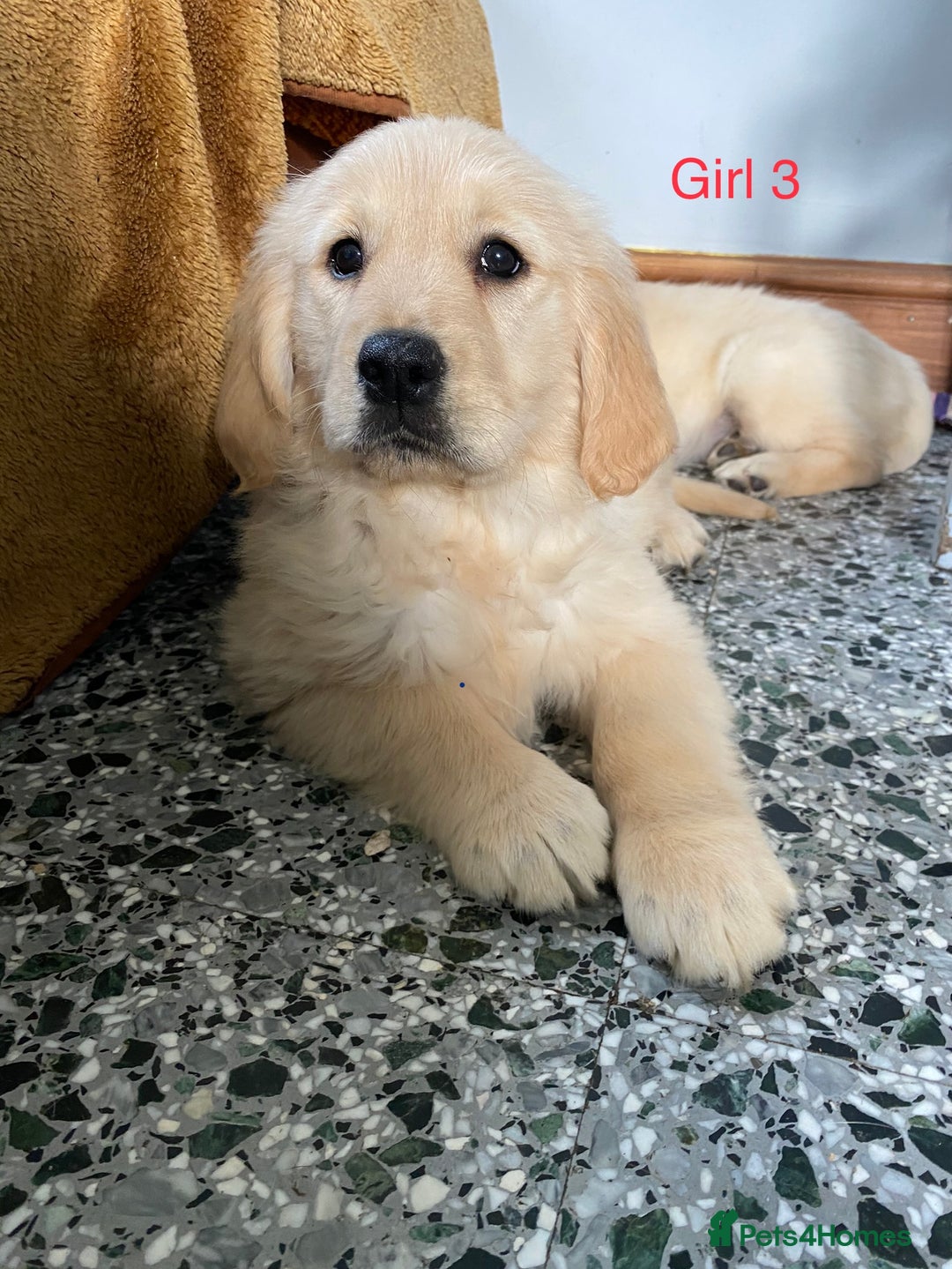 Golden Retriever dogs for sale: KC Registered Golden Retriver Puppies - Image 29