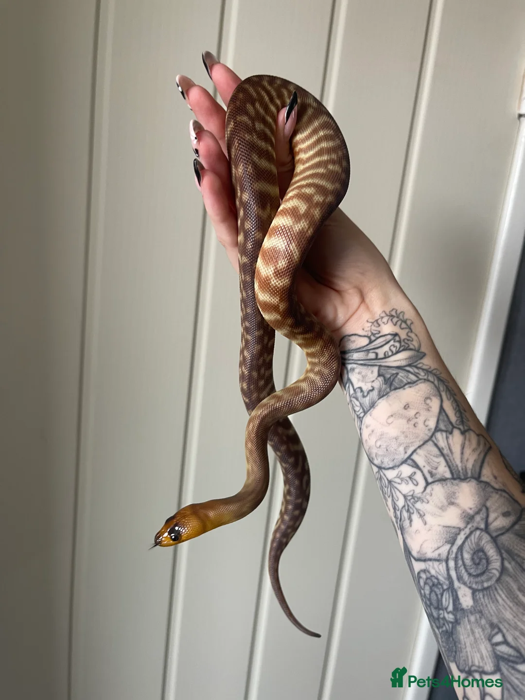 Python Snake reptiles for sale: CB24 Woma Python - Advert 1