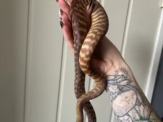 Python Snake reptiles CB24 Woma Python - Advert 6