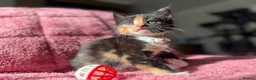 Maine Coon cats for sale: 3 Female Calico MaineCoon Cross Kittens - Advert 5