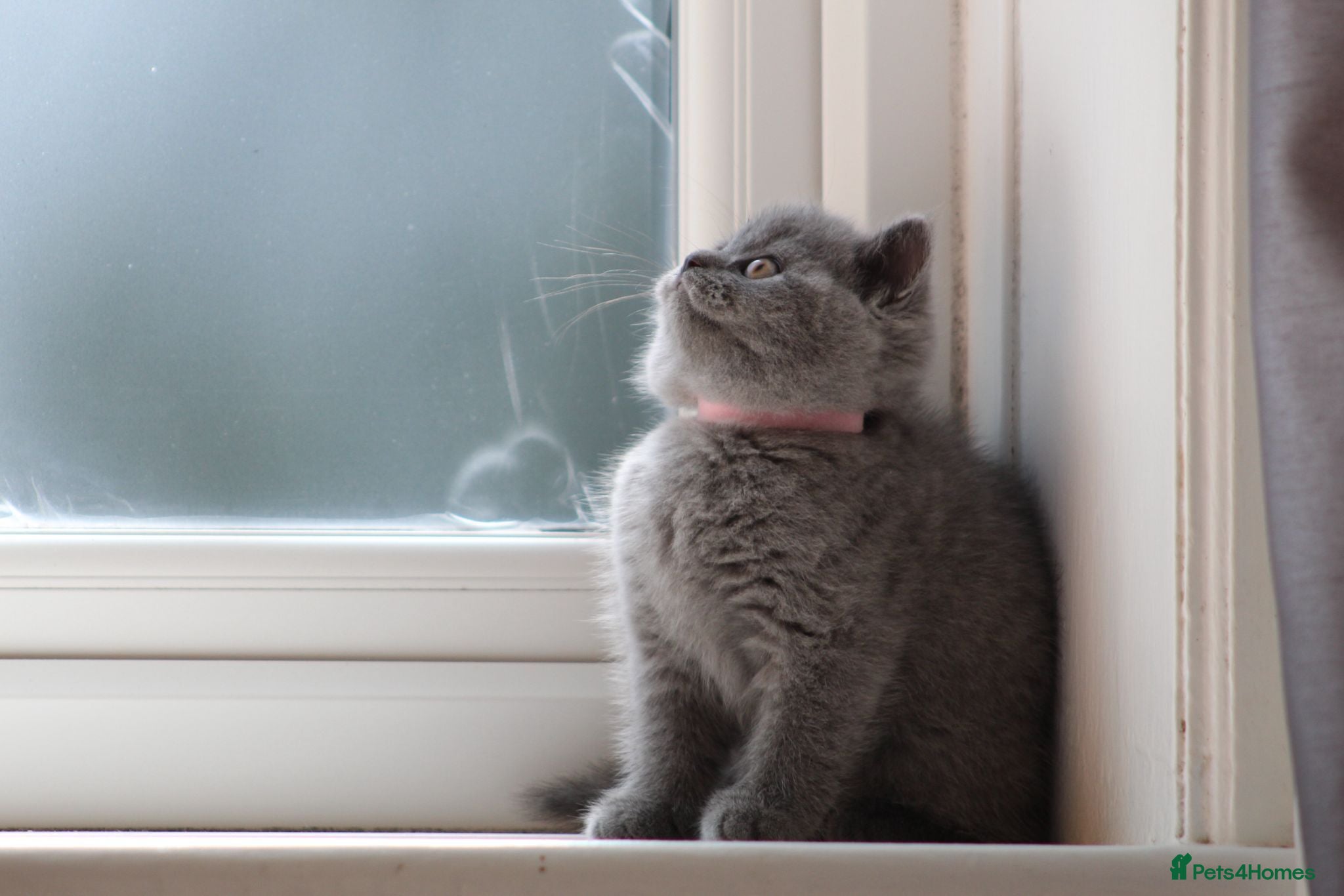 British Shorthair cats Beautiful  British Shorthair Kittens - Advert 3