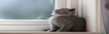 British Shorthair 2