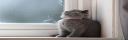 British Shorthair cats for sale: Beautiful  British Shorthair Kittens in Bournemouth - Advert 1