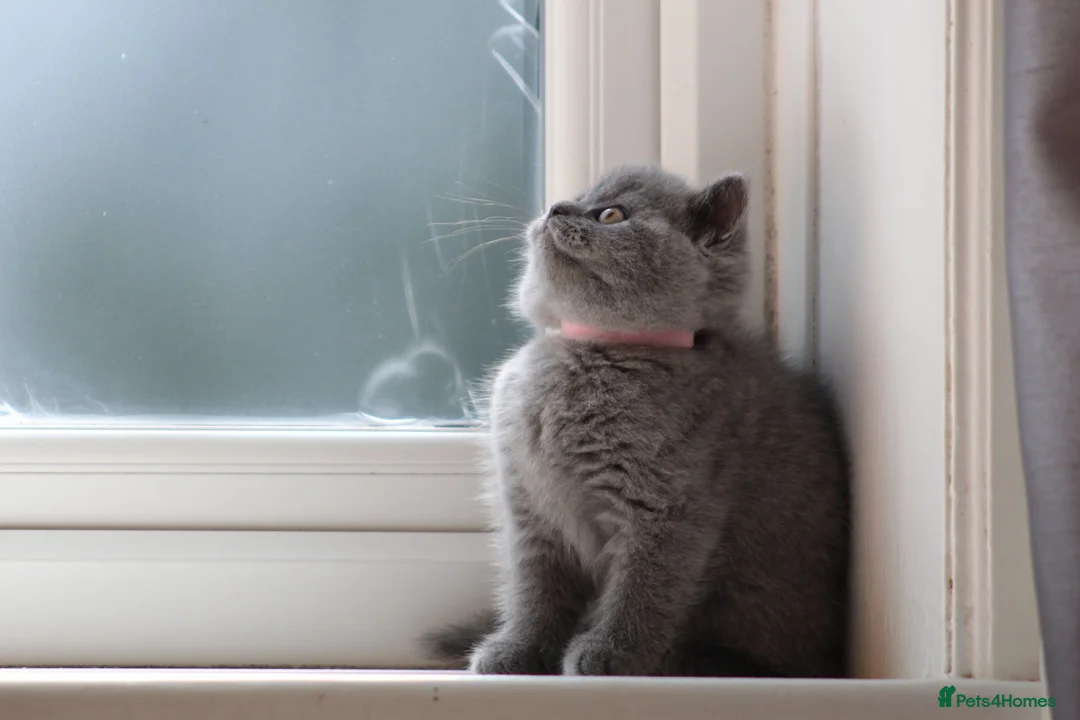 British Shorthair cats for sale: Beautiful  British Shorthair Kittens in Bournemouth - Advert 1