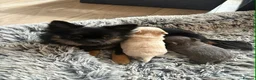 Chihuahua dogs for sale:  **  tiny long coat female chihuahua puppies  in Hull - Advert 10