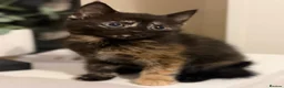 Mixed Breed cats for sale: 5 mixed kittens for sale  in Wallasey - Advert 22