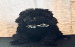 Toy Poodle dogs for sale: REDUCED READY NOW !! 2 beautiful toy poodle babies - Image 2