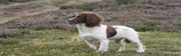 English Springer Spaniel dogs for sale: Exceptional ESS pups from tested working parents  - Advert 5