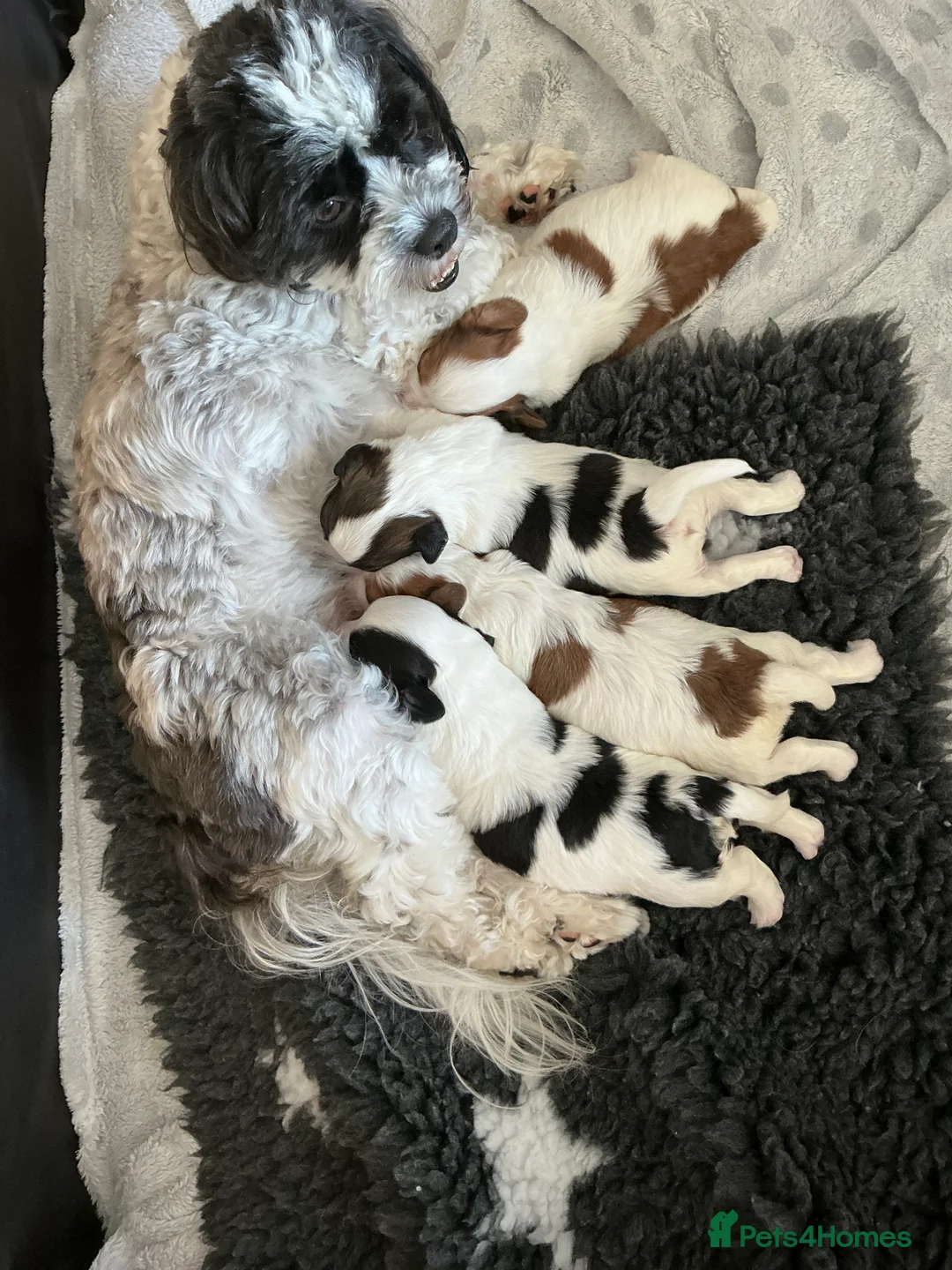Mixed Breed dogs for sale: Havanese mix puppies in Thurso - Advert 2