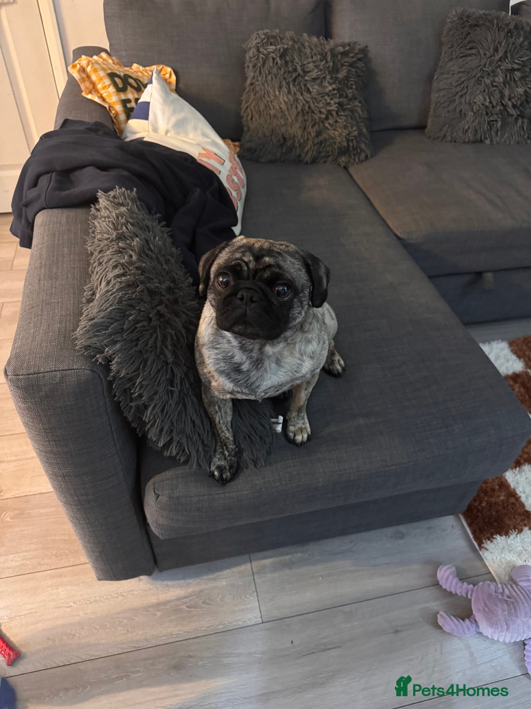 Pug dogs for sale: 2 year old Brindle Pug for adoption - Advert 2