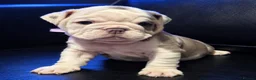English Bulldog dogs for sale: Rare Fluffy English Bulldog Pups in Hoddesdon - Advert 9