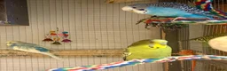Budgerigars birds for sale: Young female budgies for sale  - Advert 15