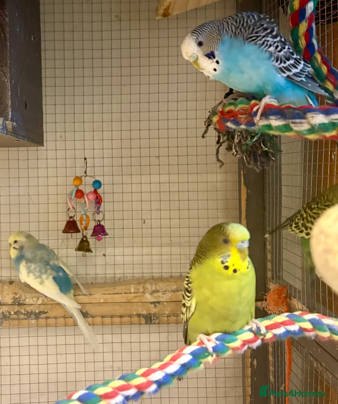 Budgerigars birds for sale: Young female budgies for sale  - Advert 11