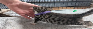 Mixed Breed 3
