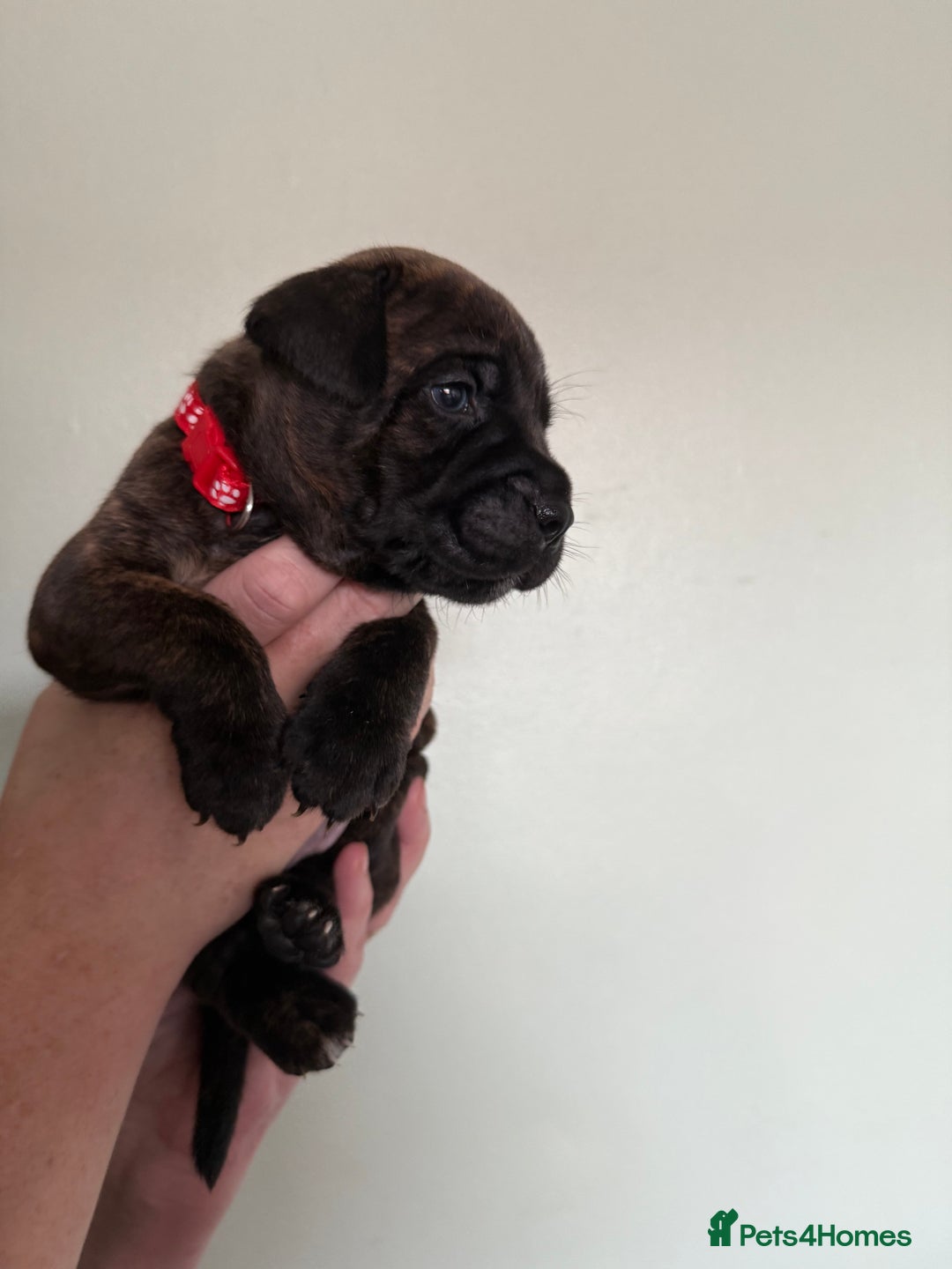 Mixed Breed dogs for sale: Lakeland x Boston terrier - Image 17