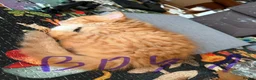 Mixed Breed cats for sale: Beautiful kittens for sale !! in Girvan - Advert 21