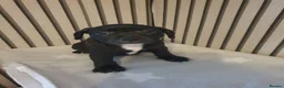 Mixed Breed dogs for sale: Frenchy cross staff puppies in Ebbw Vale - Advert 3