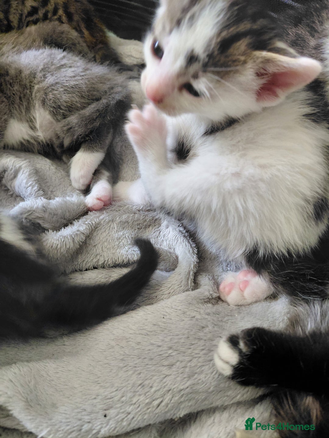 Mixed Breed cats for sale: Beautiful kittens - Image 5