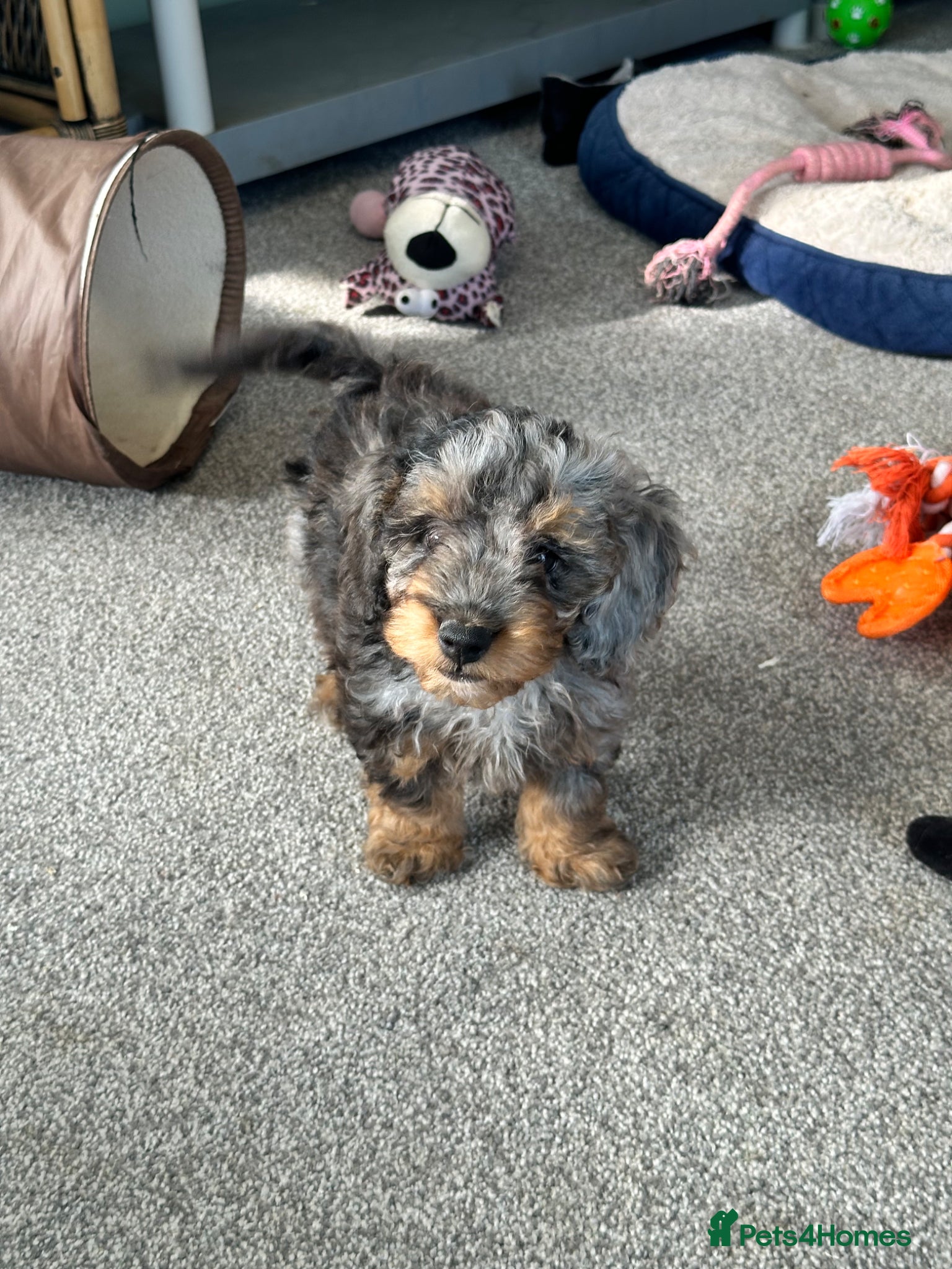 Doxiepoo dogs Stunning dachshund/poodle pups - Advert 2