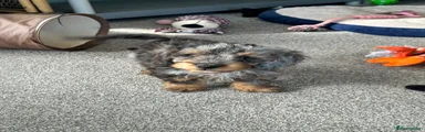 Doxiepoo Puppy 1