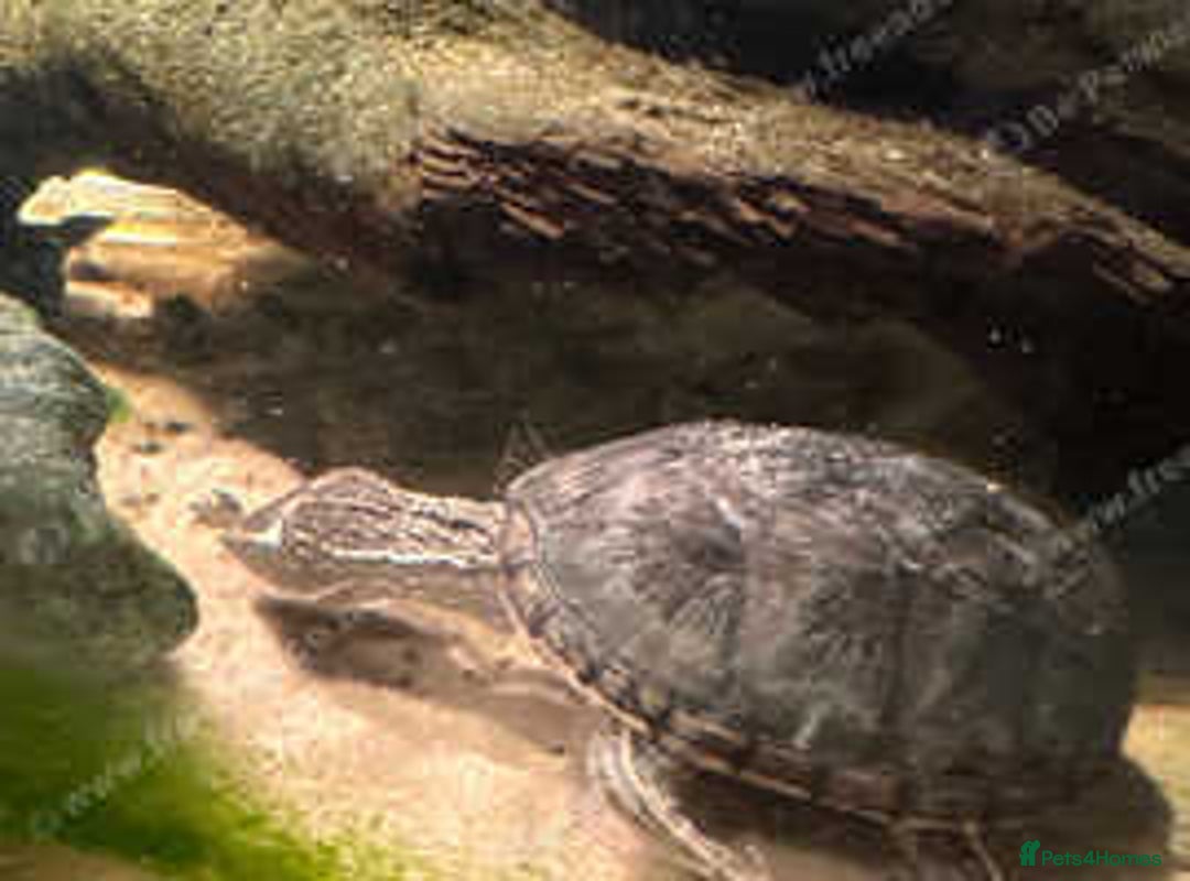 Turtle reptiles for sale: Musk Turtle with Full Setup - Regina - £100.00 - Image 2