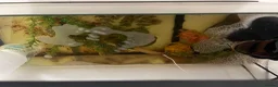 Pufferfish fish for sale: grown adult axolotl measuring between 18cm and 20c in Enfield - Advert 7