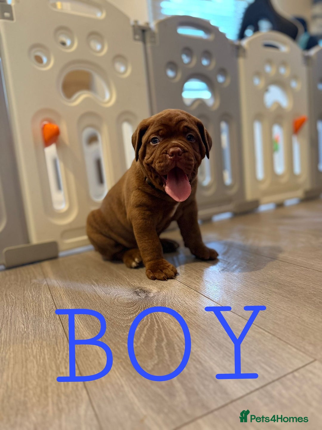 Mixed Breed dogs for sale: Puppy's for sale  - Image 1