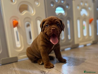 Mixed Breed dogs - Advert 3