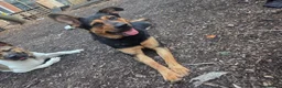 Mixed Breed dogs for sale: Shepherd x Rottie Stormi - Advert 5