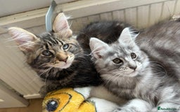 Maine Coon cats for sale: Maine coon - Image 6