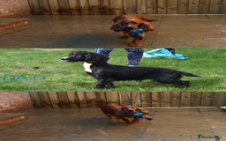 Cocker Spaniel dogs for sale: Kc Reg Cocker Spaniel Puppies Available - Image 12