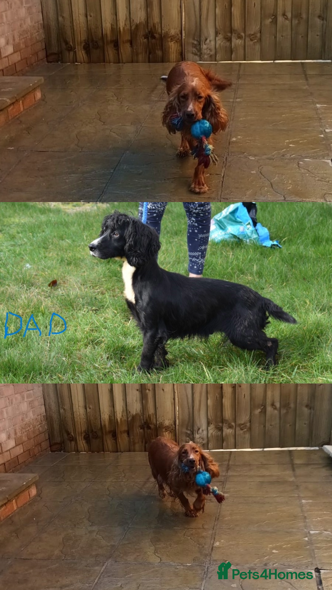 Cocker Spaniel dogs for sale: Kc Reg Cocker Spaniel Puppies Available - Image 12